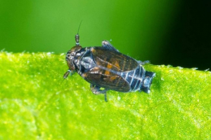 Delfacids lub wieprzowina - kto jest?